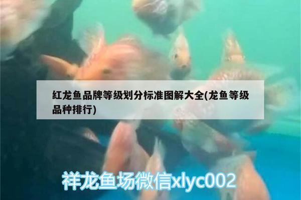 浴缸改造成魚缸圖片大全（浴缸改造成魚缸圖片大全視頻）