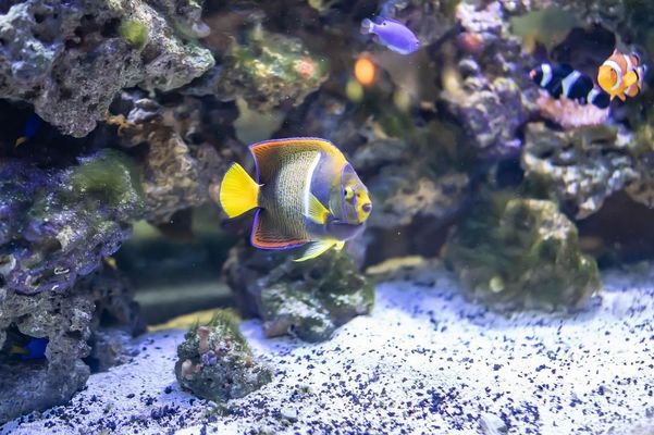 新余水族批發(fā)市場（新余水族批發(fā)市場在哪里）