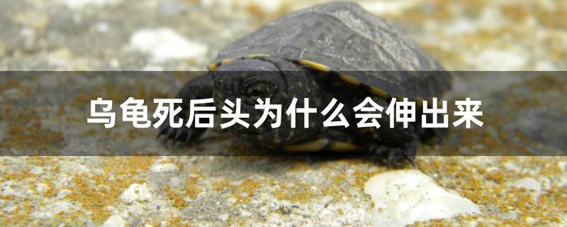 日本進口魚缸水泵品牌排行榜前十名(日本進口魚缸水泵品牌排行榜前十名有哪些)