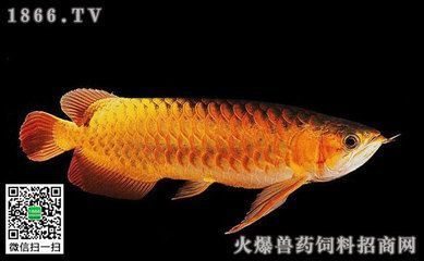 上過濾魚缸糞便怎么解決（上過濾魚缸糞便怎么解決的） 綠皮辣椒小紅龍