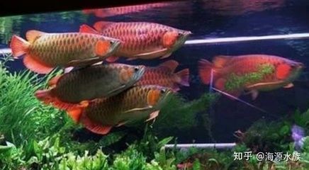 觀賞魚缸水變綠了怎么辦?。~缸水變綠解決辦法）