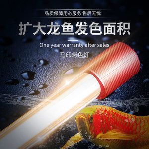 紅龍魚(yú)多大用2700k的燈（紅龍魚(yú)多大用2700k的燈泡好）