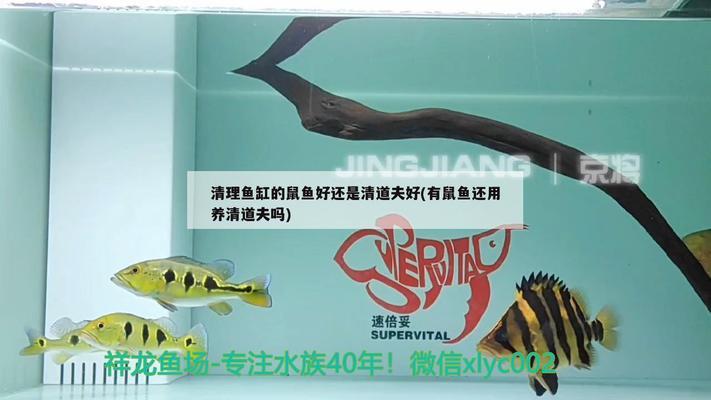 2.4米魚缸用多厚的玻璃合適（2.4米魚缸用多厚的玻璃合適呢）