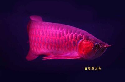 紅龍魚(yú)都喂什么飼料最好養(yǎng)（紅龍魚(yú)都喂什么飼料最好養(yǎng)活）