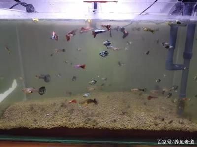 小魚缸放什么水草好活(小魚缸里養(yǎng)什么水草好)