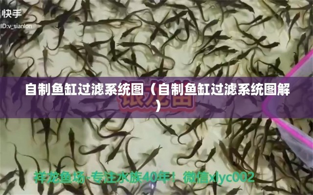 泰龐海鰱是淡水魚(yú)嗎（泰龐海鰱是淡水魚(yú)嗎）