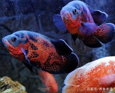 金魚缸水發(fā)黃但很清澈怎么辦（金魚缸水發(fā)黃但很清澈怎么辦呢）