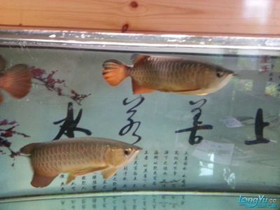 養(yǎng)龍魚的最佳溫度是多少（養(yǎng)龍魚的最佳溫度是多少度）