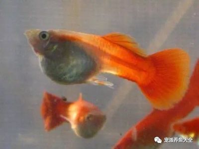 聊城魚(yú)缸定制哪家好一點(diǎn)的店（聊城魚(yú)缸定制哪家好一點(diǎn)的店鋪）