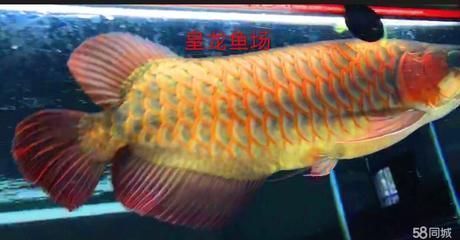 鸚鵡魚產(chǎn)卵多久喂一次鸚鵡魚產(chǎn)卵了怎么辦 鸚鵡魚