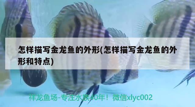 我的魚(yú)房另一角 黃金河虎魚(yú)