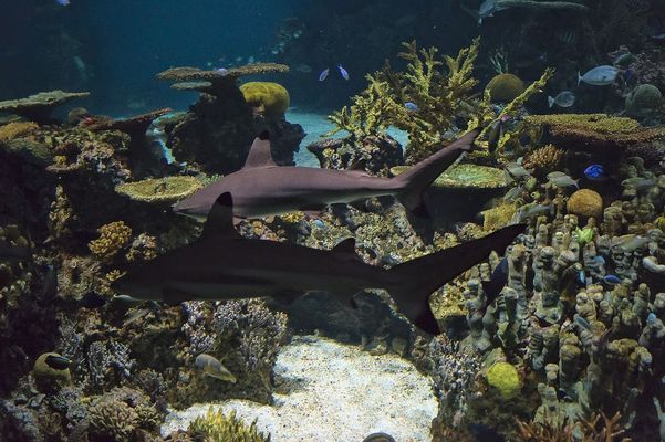 熱帶觀賞魚品種大全圖：小型熱帶觀賞魚品種大全圖