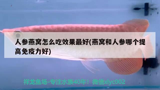 幾條金龍魚(yú)混養(yǎng)好（幾條金龍魚(yú)混養(yǎng)好呢）