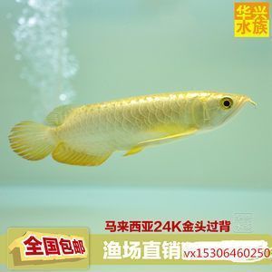 紅龍魚眼睛紅了是什么原因引起的呢怎么治療（紅龍魚眼睛紅了是什么原因引起的呢怎么治療）