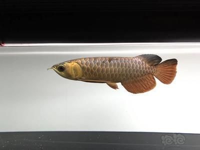 安陽(yáng)金龍魚總代理電話是多少號(hào)碼 水族問(wèn)答