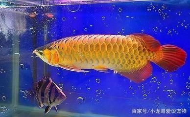 家里什么地方放魚缸比較好(家里那個地方適合放魚缸)