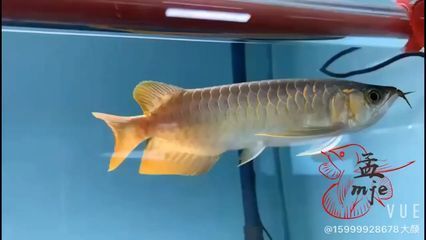 菏澤水族批發(fā)市場地址在哪里（菏澤水族批發(fā)市場地址在哪里?。? title=