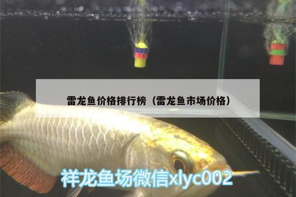 魚缸自動流水不用換水（魚缸自動流水不用換水嗎視頻）