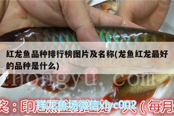 魚缸水質(zhì)污染都放什么藥（魚缸水質(zhì)污染都放什么藥水）