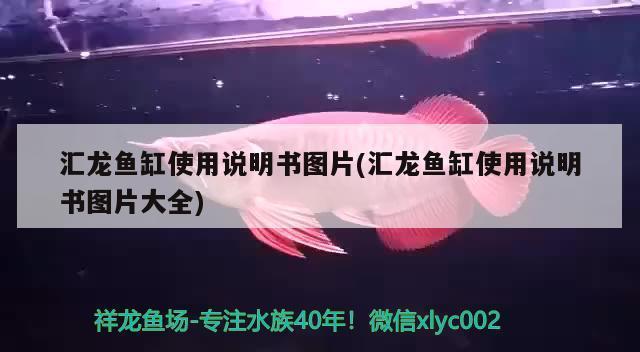 龍魚魚缸搬家需要注意什么(龍魚缸搬家好搬嗎)