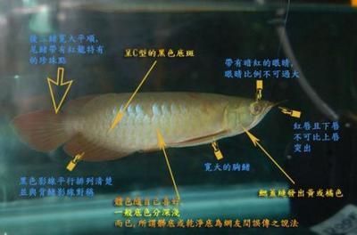 養(yǎng)龍魚魚缸底部用什么顏色好：養(yǎng)龍魚時(shí)，魚缸底部顏色選擇不僅影響觀賞效果，還可能對(duì)龍魚產(chǎn)生影響