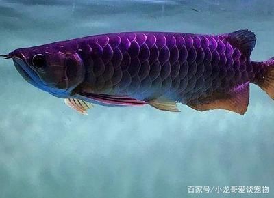 印度尼西亞紅龍魚(yú)價(jià)格多少（印度尼西亞紅龍魚(yú)價(jià)格多少錢一條）