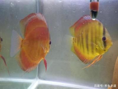 金龍魚(yú)和銀龍魚(yú)哪個(gè)好(金龍魚(yú)和銀龍魚(yú)哪個(gè)好看) 銀龍魚(yú)百科