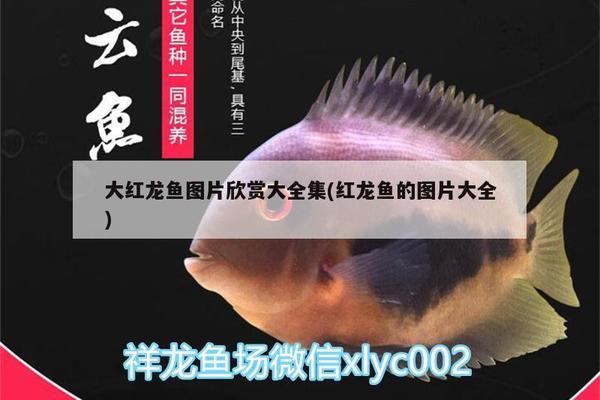 港務(wù)區(qū)觀賞魚市場新手請的瑕疵龍練手