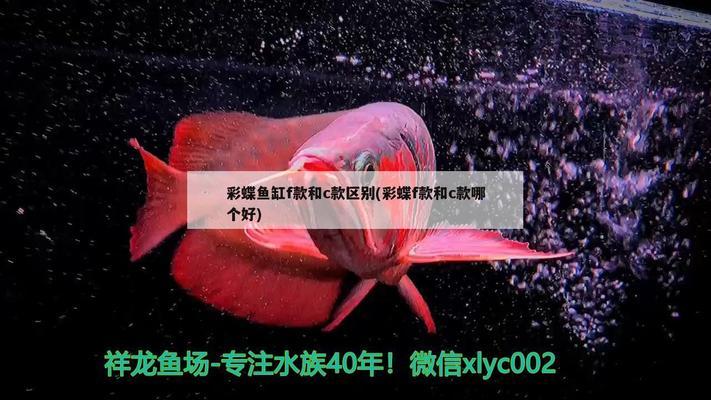 白色的大型觀賞魚叫什么魚（白色的大型觀賞魚叫什么魚圖片）