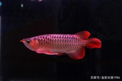 魚缸里為啥要養(yǎng)一條黑色的魚（魚缸里為啥要養(yǎng)一條黑色的魚,清道夫算不算）