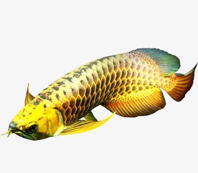 金龍魚(yú)是什么生肖（金龍魚(yú)是什么生肖的動(dòng)物）