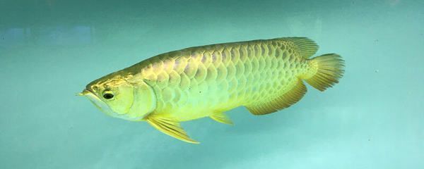 紅龍魚幾年能長到60公分大嗎（紅龍魚幾年能長到60公分大嗎視頻）