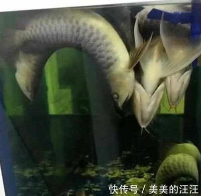 揭陽哪里有賣魚缸的地方啊圖片價格 水族問答