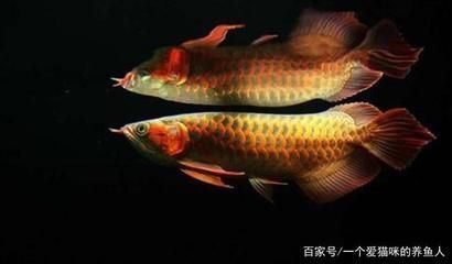 斑馬魚繁殖視頻：斑馬魚繁殖視頻播放 觀賞魚