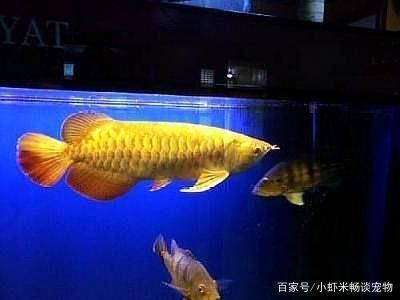 紅龍魚在哪買便宜好養(yǎng)（紅龍魚在哪買便宜好養(yǎng)的）