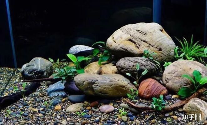 水族魚(yú)缸制作視頻大全教程（水族魚(yú)缸制作視頻大全教程下載）