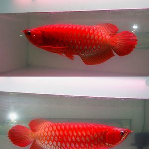 紅龍魚(yú)燈光怎么擺放好看呢（紅龍魚(yú)燈光怎么擺放好看呢圖片）