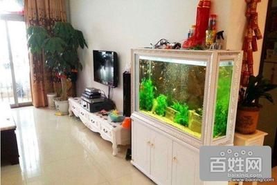 龜紋石魚缸造景注意什么（龜紋石魚缸造景注意什么問題）