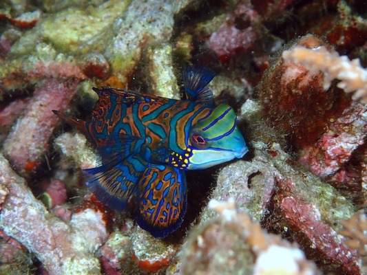 最便宜的雷龍魚圖片 水族問答