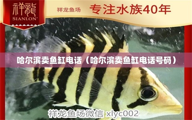 金龍紅龍魚(yú)形容詞語(yǔ)是什么（金龍紅龍魚(yú)形容詞語(yǔ)是什么意思） 廣州水族批發(fā)市場(chǎng)