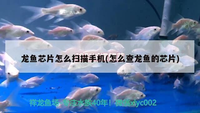 紅頭魚是野生的嗎（紅頭魚是野生的嗎圖片）