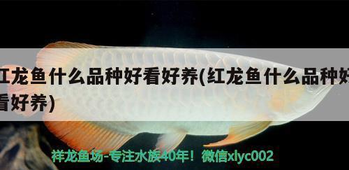 佛山二手魚缸轉(zhuǎn)讓信息大全最新（佛山二手魚缸轉(zhuǎn)讓信息大全最新消息）