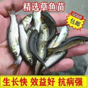 家里魚(yú)缸對(duì)著門口好不好（魚(yú)缸擺放影響財(cái)運(yùn)嗎） 龍魚(yú)百科