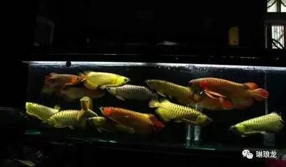 紅龍魚水霉病怎么治療視頻播放(龍魚水霉病藥物治療) 斑馬狗頭魚