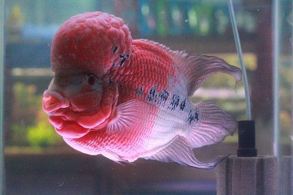 遂寧水族館魚(yú)缸價(jià)格表最新圖片視頻（遂寧水族館魚(yú)缸價(jià)格表最新圖片視頻大全） 祥龍魚(yú)場(chǎng)