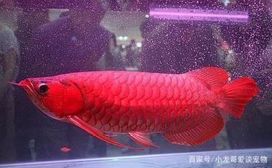 附近哪有觀賞魚店賣（附近哪有觀賞魚店賣的） 觀賞魚市場(chǎng)（混養(yǎng)魚）