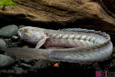 城關(guān)區(qū)雁灘花魚市場和順和記觀賞魚店（蘭州雁灘花魚市場營業(yè)時間）