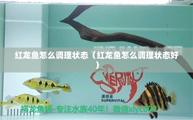 沈陽上門定做魚缸電話（沈陽上門定做魚缸電話號碼） 量子養(yǎng)魚技術(shù)