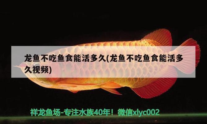 養(yǎng)金龍魚為什么要用黑背景（養(yǎng)金龍魚為什么要用黑背景的燈） 祥龍水族醫(yī)院