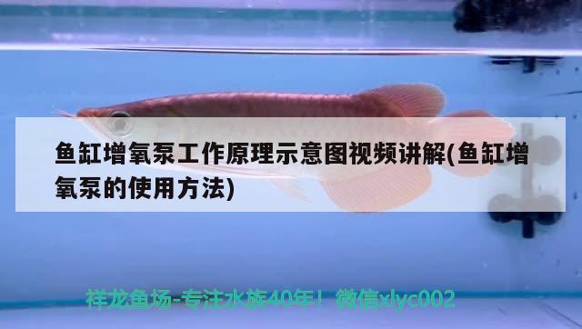 魚缸加熱棒安裝視頻（魚缸加熱棒安裝視頻講解） PH調(diào)節(jié)劑